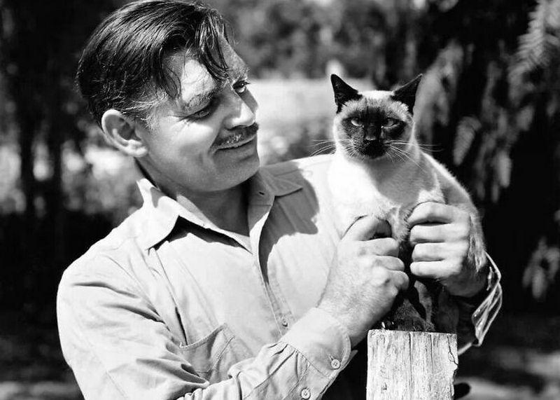 Legendary Snapshots of Cats with the Great People